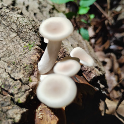 2026 shrooms